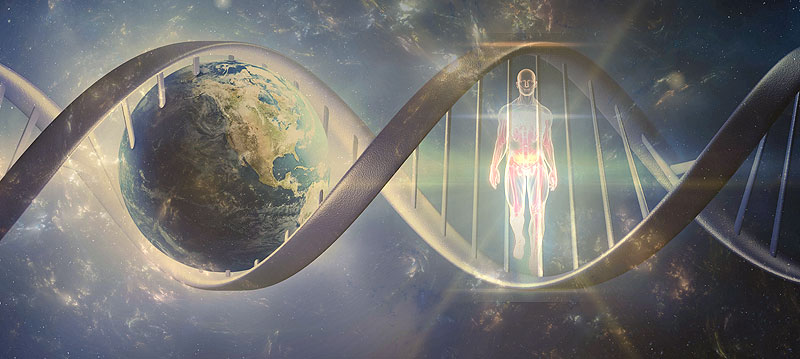 ganoderma fungo immortalit