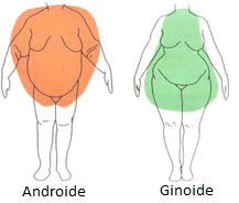 biotipo androide e ginoide