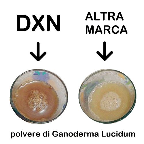 ganoderma a confronto