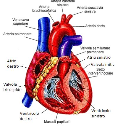 cuore modello