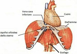 diaframma-1.jpg