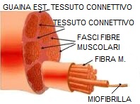 fibre muscolari