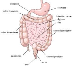 intestino