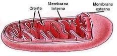 mitocondri