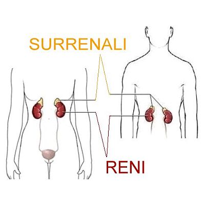 ghiandole surrenali