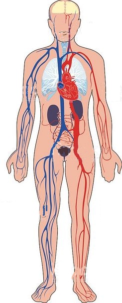 corpo umano organi