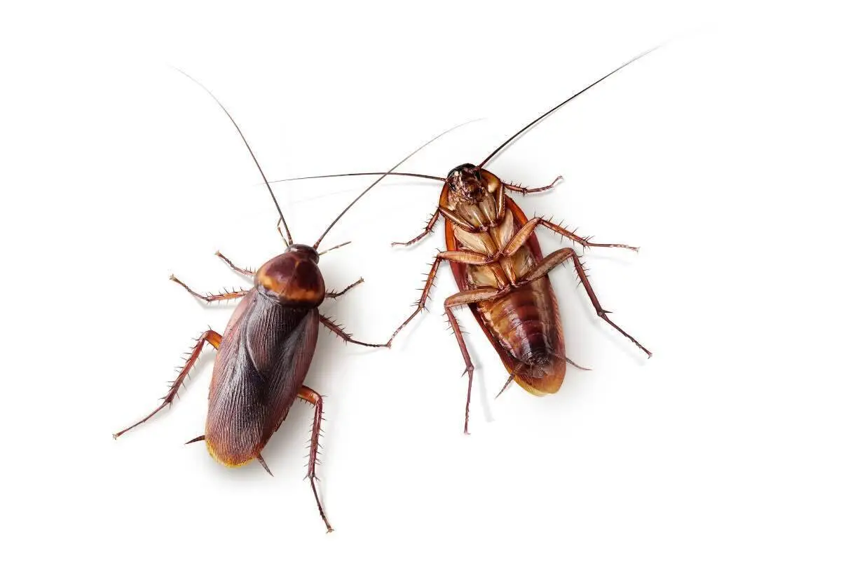 Allarme blatte: non entrano solo dagli scarichi, ecco il varco segreto che usano in casa tua