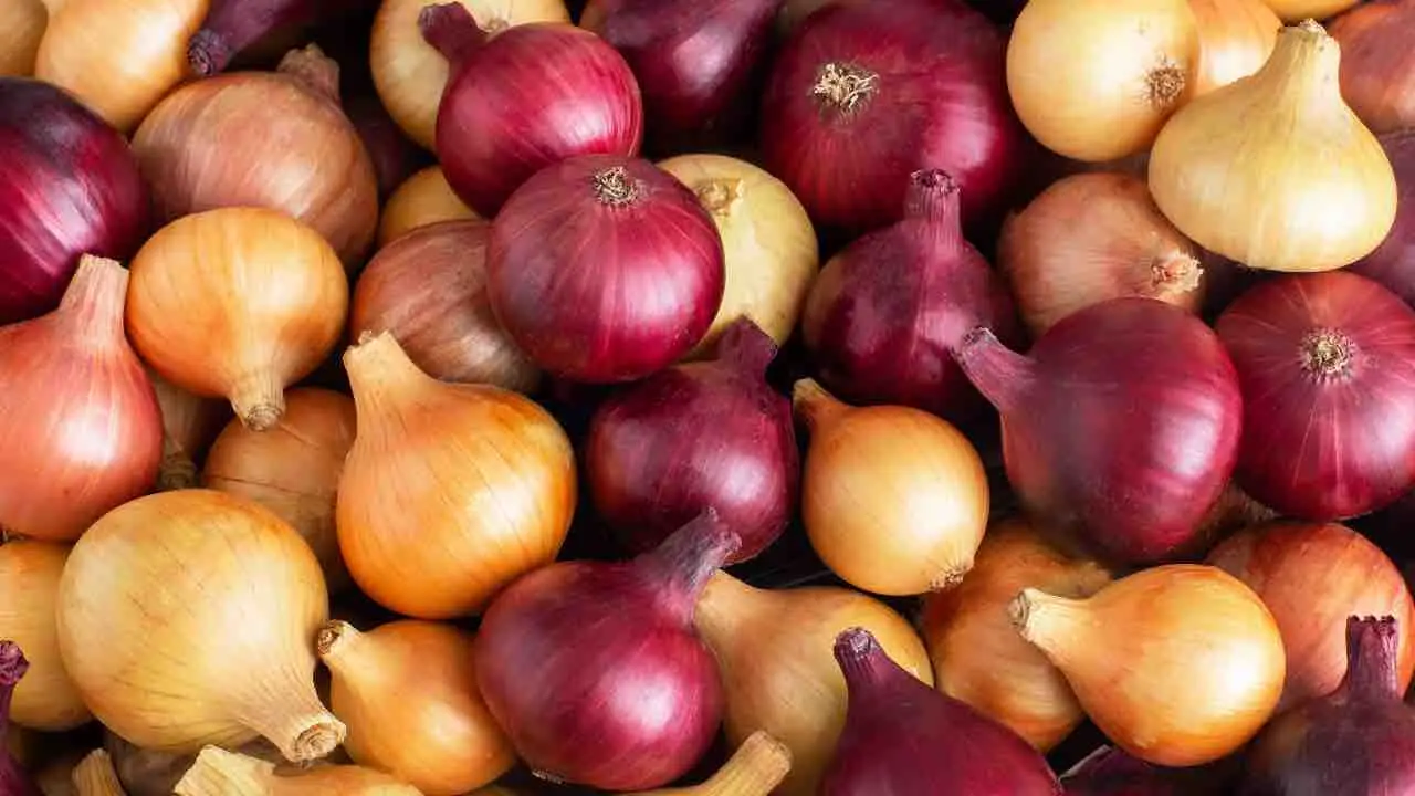 Non piantare le cipolle ora: ecco il momento esatto per avere bulbi grossi e saporiti