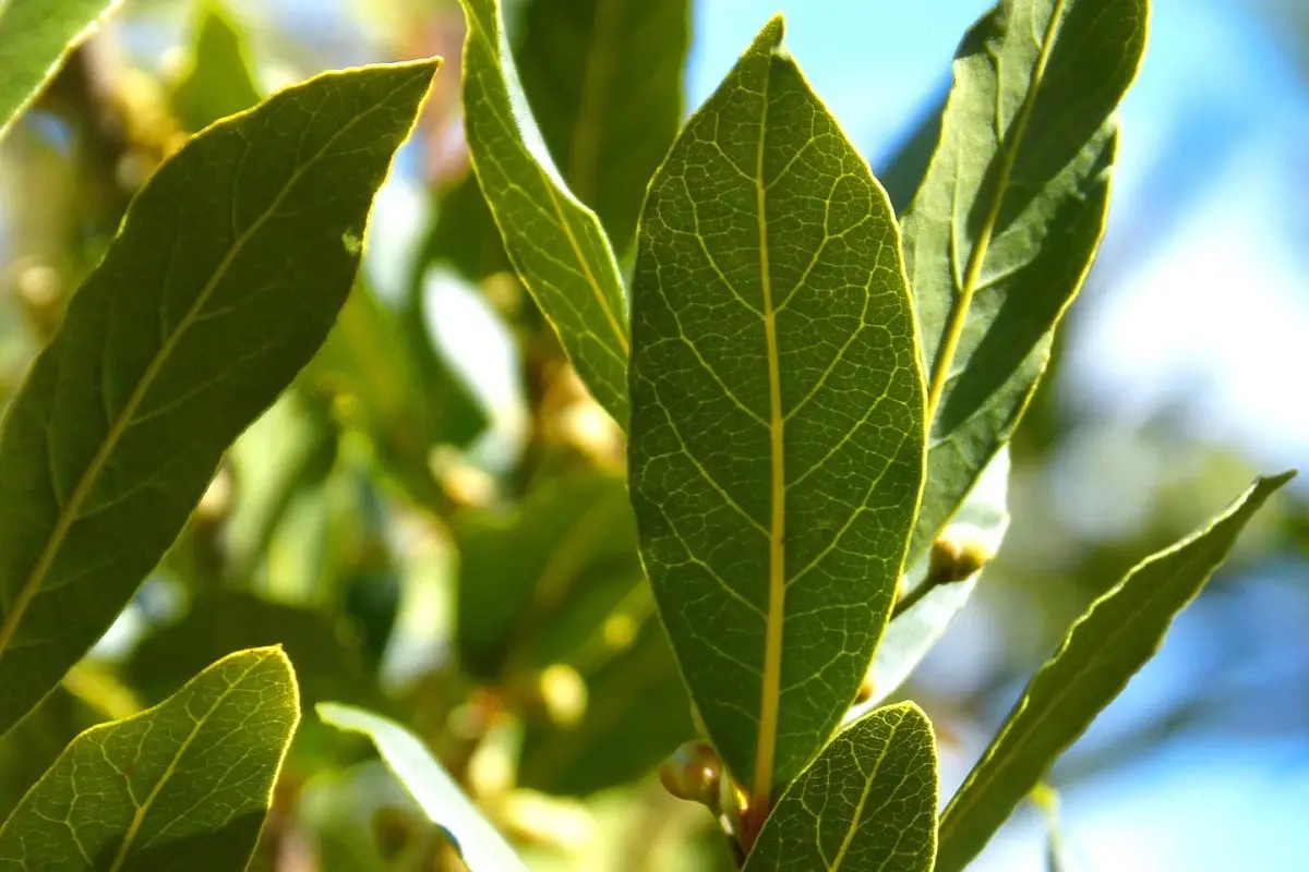Attenzione se pianti l’alloro in giardino: ecco cosa succede dopo pochi mesi