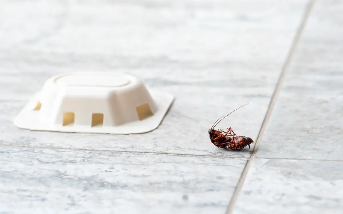 Allarme scarafaggi: ecco quanto tempo ci mettono davvero a sparire e il metodo per velocizzare