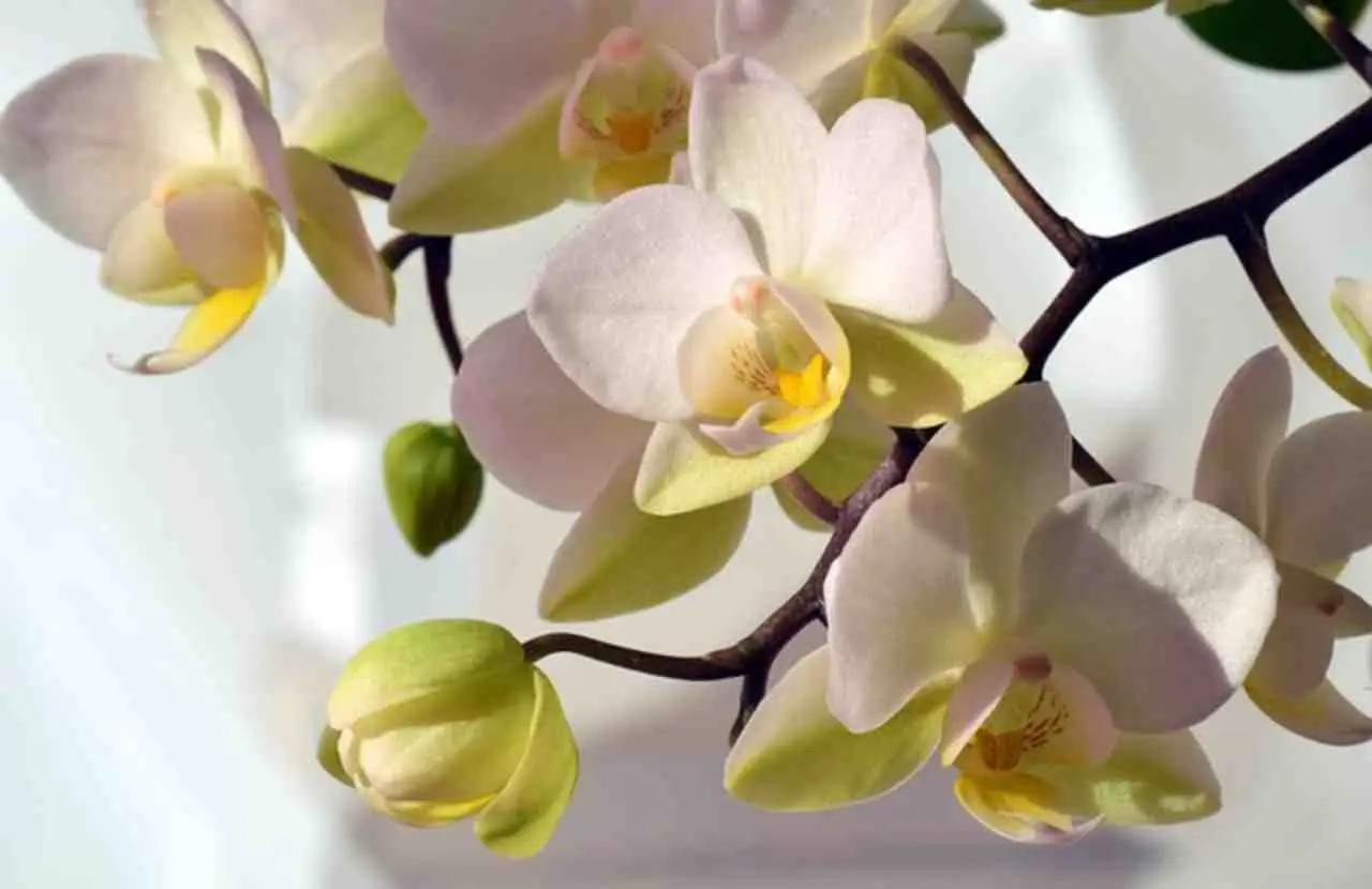 La tua orchidea muore sempre in inverno? Stai commettendo questo errore banale