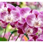 Vuoi un’orchidea indistruttibile? Ecco la varietà che resiste a tutto e fiorisce sempre