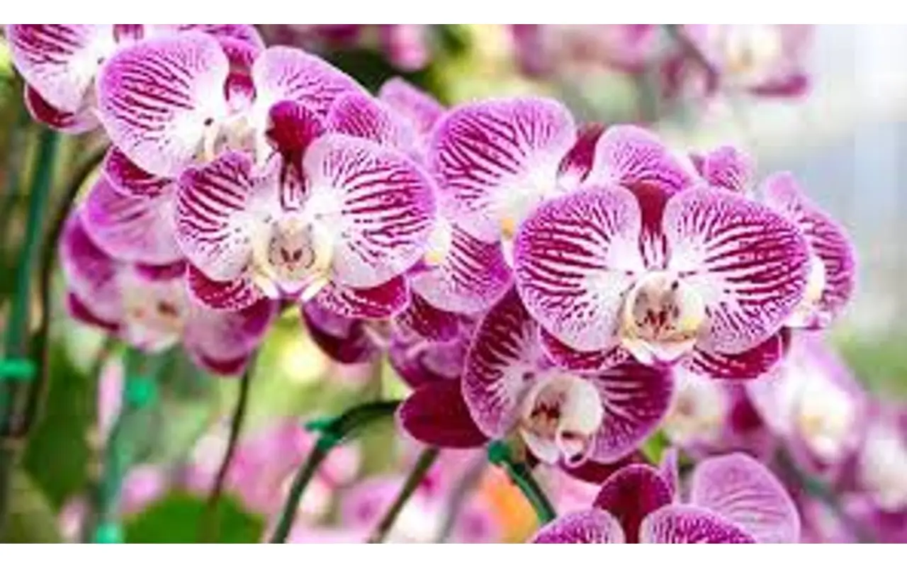 Vuoi un’orchidea indistruttibile? Ecco la varietà che resiste a tutto e fiorisce sempre