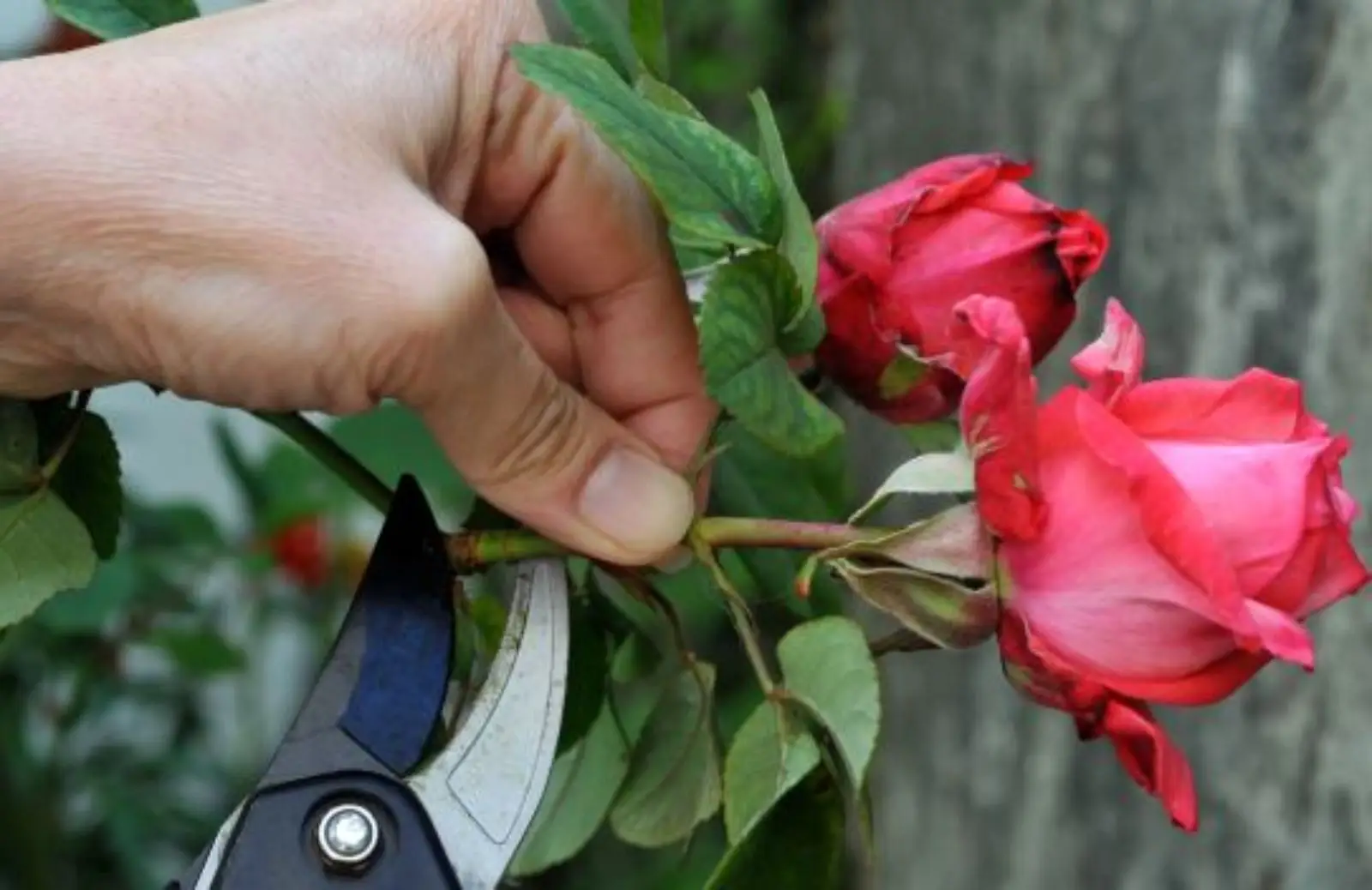 Il passaggio segreto per moltiplicare le piante che quasi tutti sbagliano quando fanno le talee