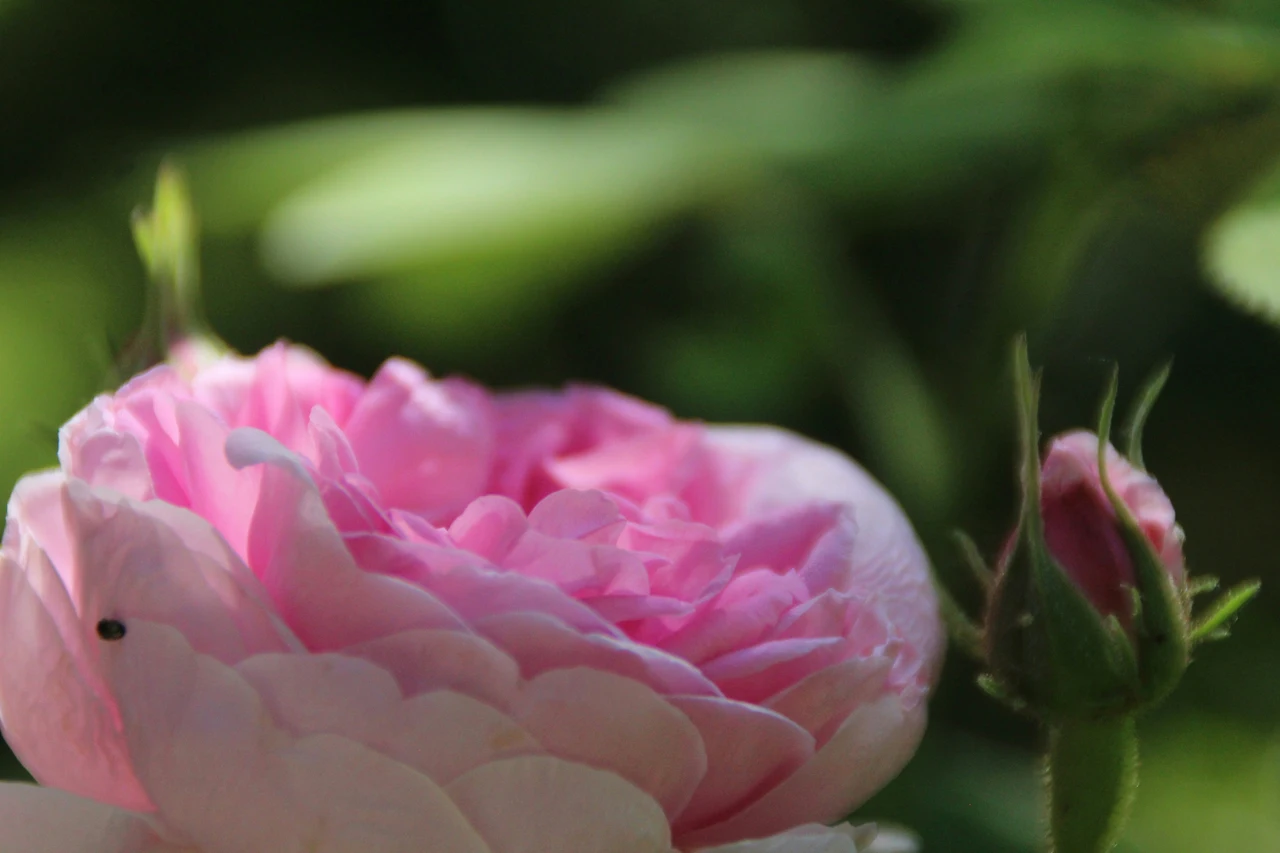 Rosa invasa dai pidocchi? Ecco il rimedio naturale definitivo che funziona in poche ore