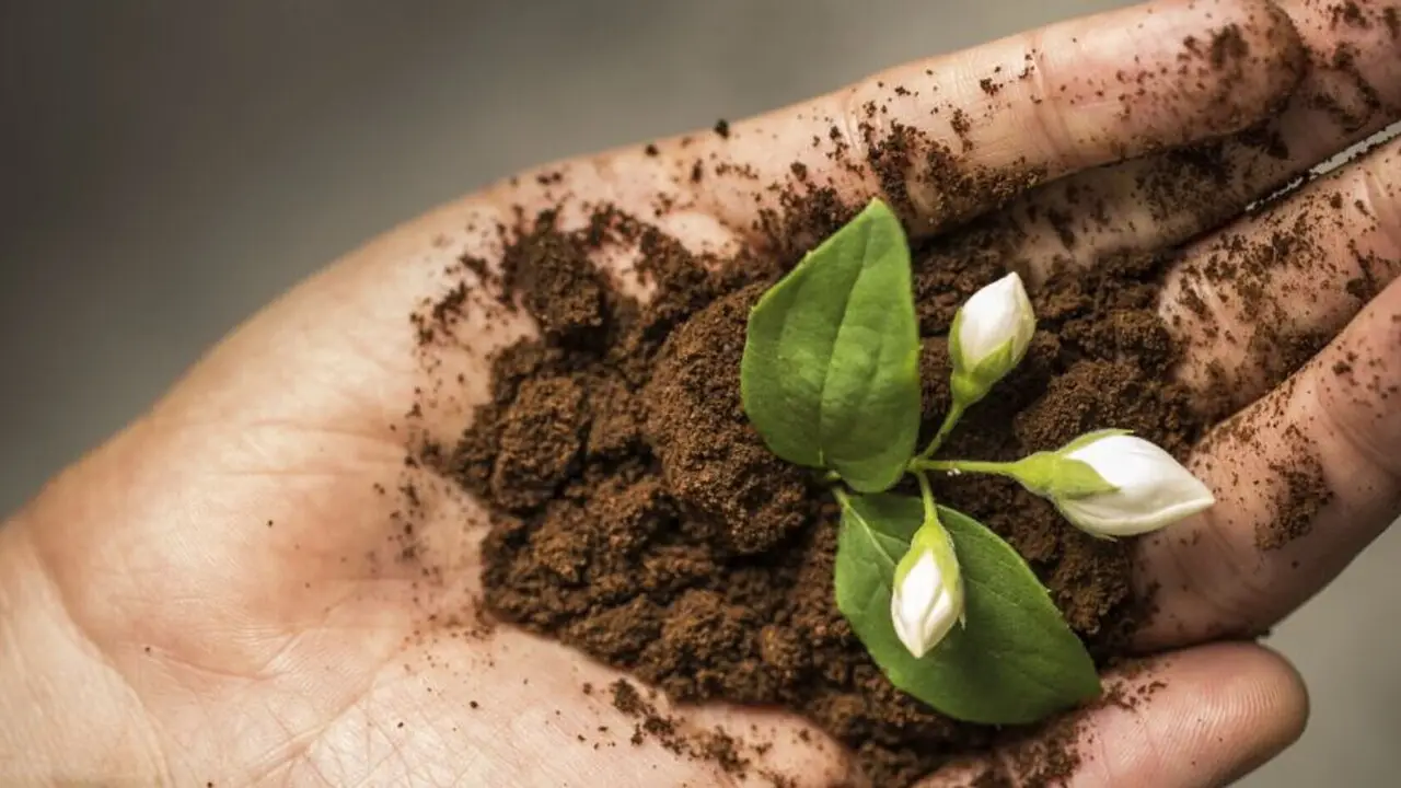 Aggiungi il fondo di caffè alle tue piante: cresceranno più verdi e senza parassiti